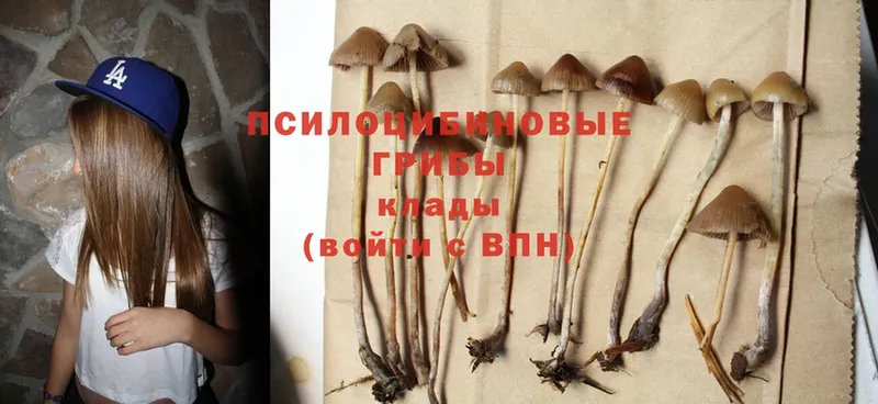 как найти закладки  гидра вход  Галлюциногенные грибы Psilocybe  Багратионовск 